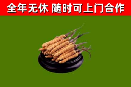 关岭烟酒回收冬虫夏草.jpg